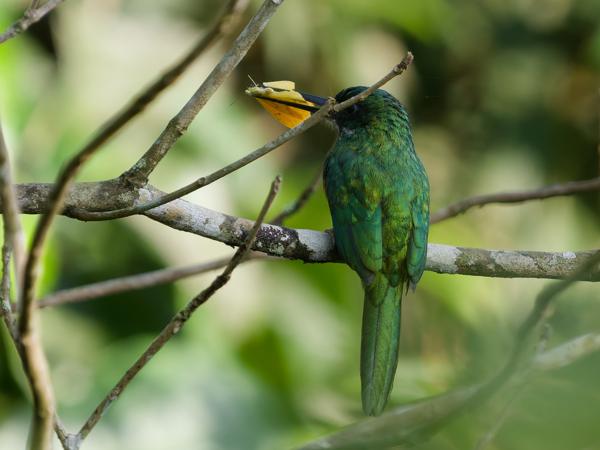 Roodstaartglansvogel (Galbula ruficauda)